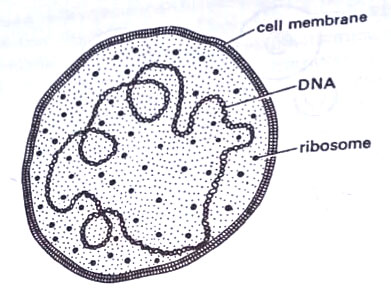Structure of a cell of Mollicute